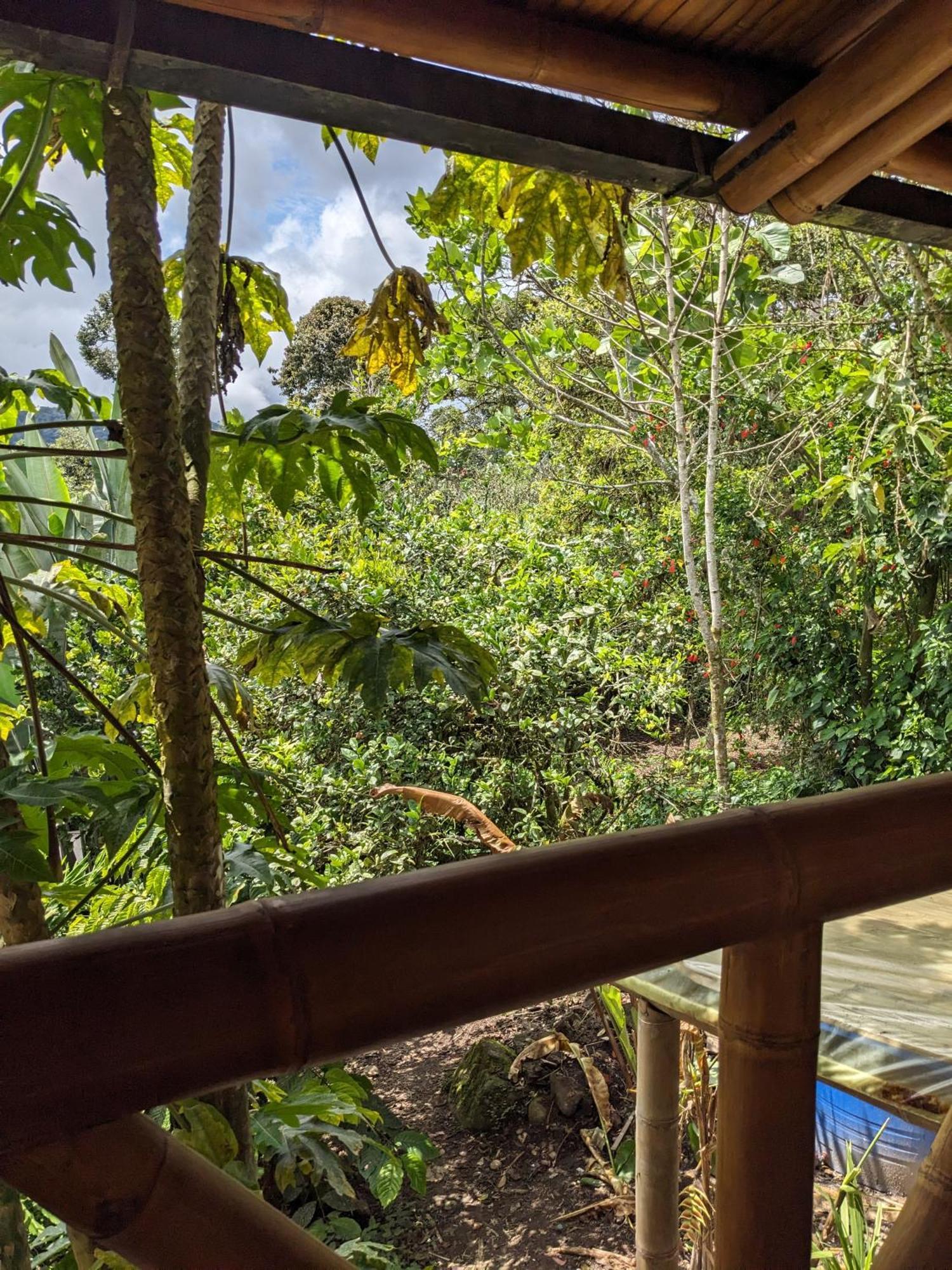 Golden Tree Mindo Eco-Lodge Экстерьер фото